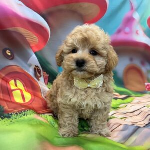 Mr Yellow Maltipoo