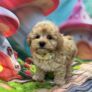 Mr Yellow Maltipoo