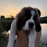 Medea Saint Bernard
