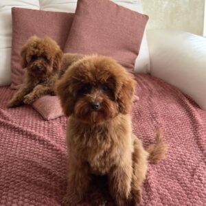Muscat Toy Poodle