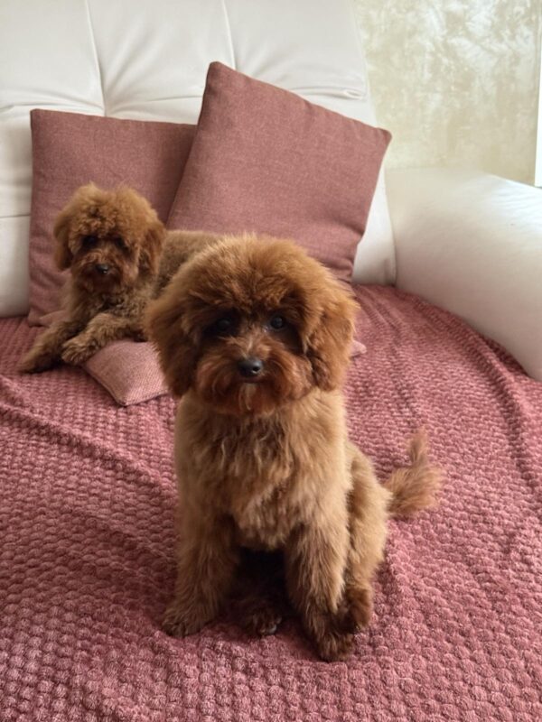 Muscat Toy Poodle