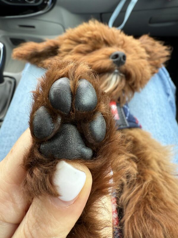 Muscat Toy Poodle