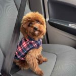 Mojito Toy Poodle