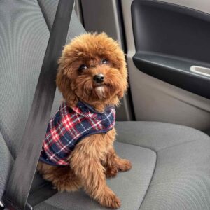 Muscat Toy Poodle