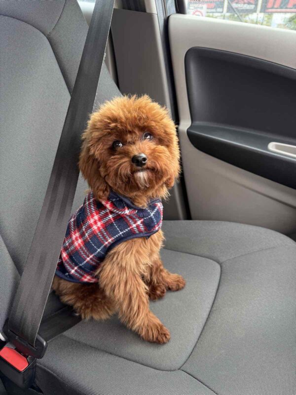 Muscat Toy Poodle