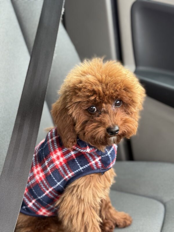 Muscat Toy Poodle