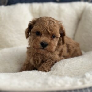 Nara Toy Poodle