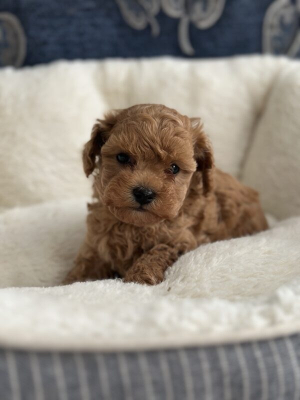 Nara Toy Poodle