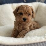 Natty Toy Poodle