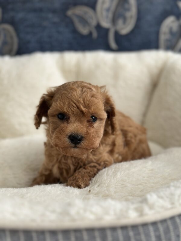Nara Toy Poodle