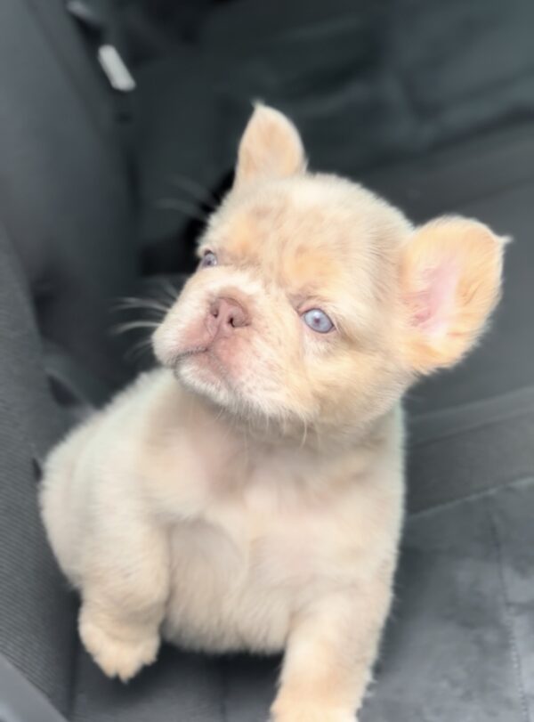 Nathaniel Fluffy French Bulldog
