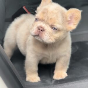 Nathaniel Fluffy French Bulldog