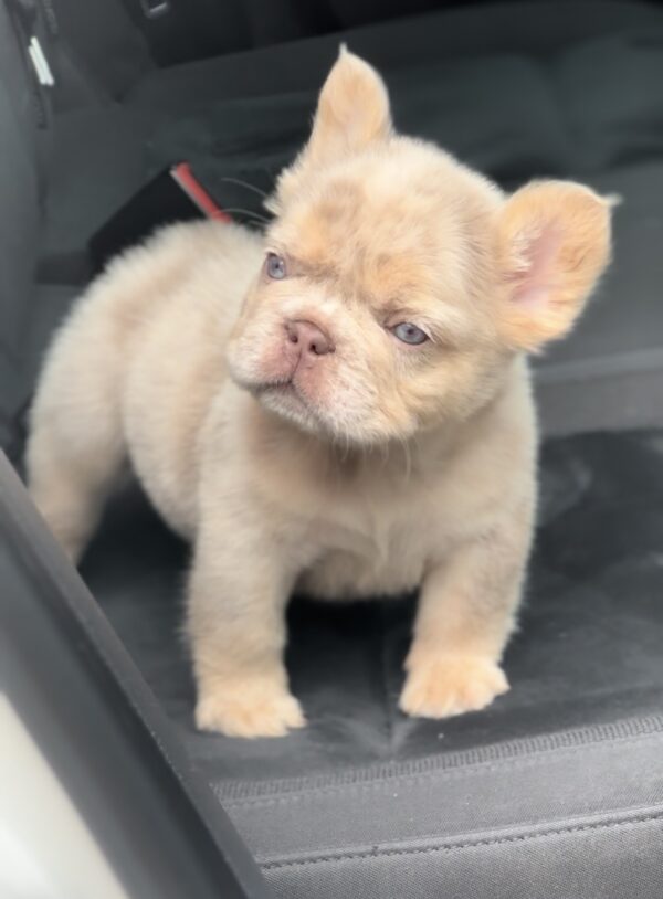 Nathaniel Fluffy French Bulldog