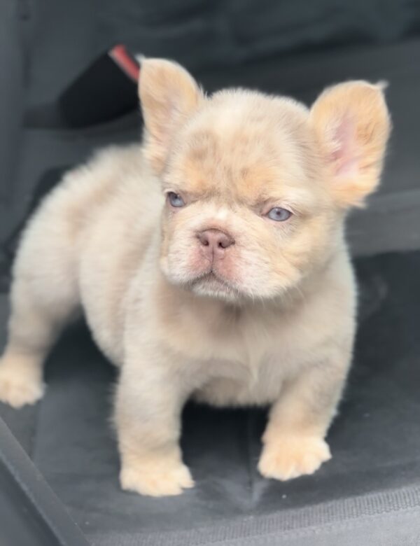 Nathaniel Fluffy French Bulldog