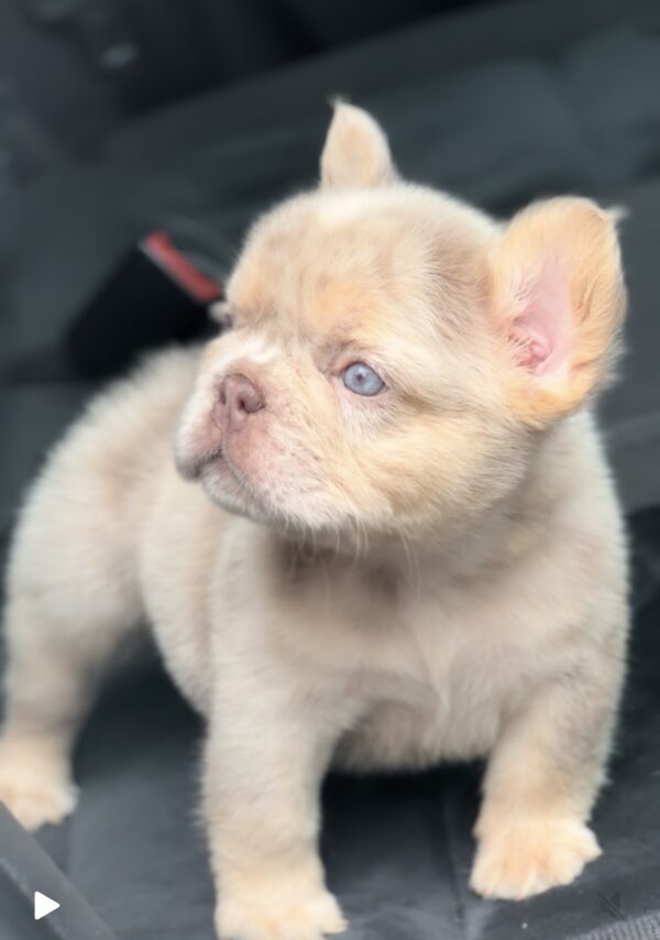 Nathaniel Fluffy French Bulldog