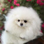 Jianna Pomeranian
