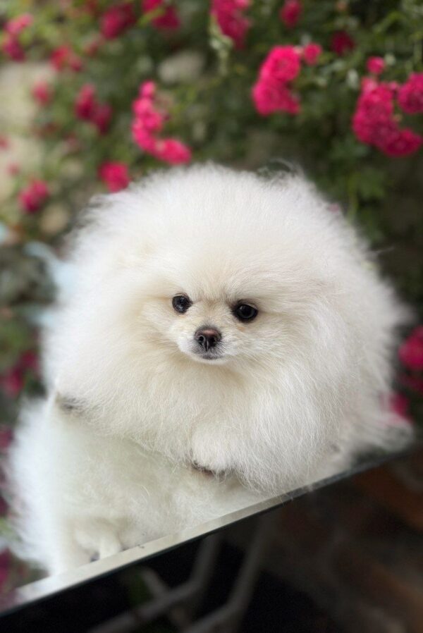 Natta Pomeranian