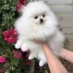Natta-female-Pomeranian puppy-for-sale-2