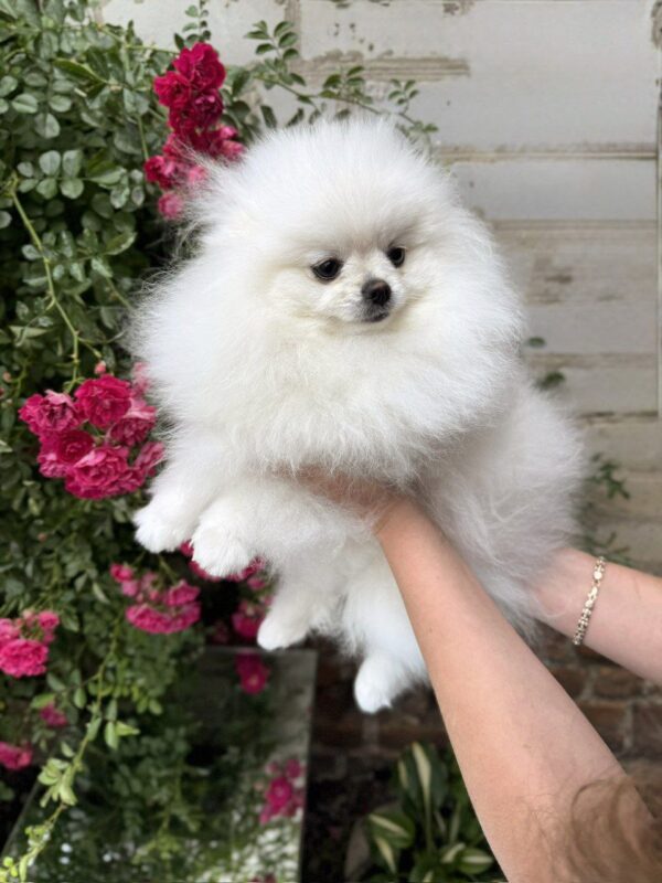 Natta Pomeranian