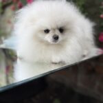 Natta-female-Pomeranian puppy-for-sale-3
