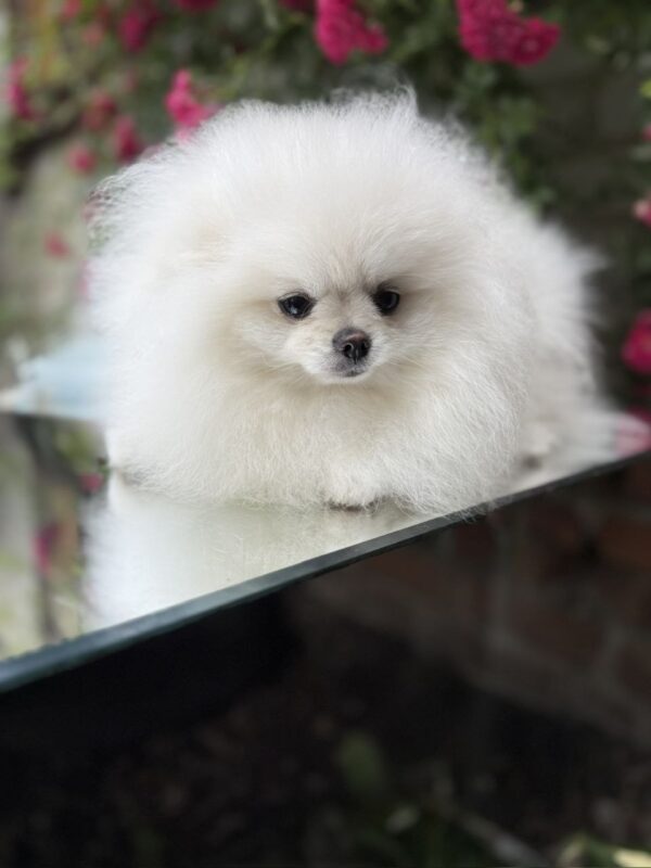 Natta Pomeranian