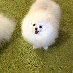 Natta-female-Pomeranian puppy-for-sale-4