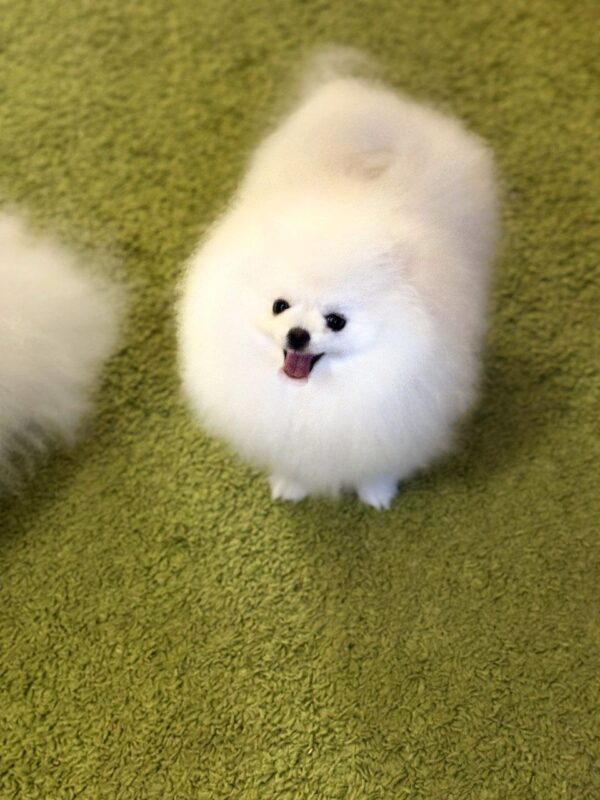 Natta Pomeranian