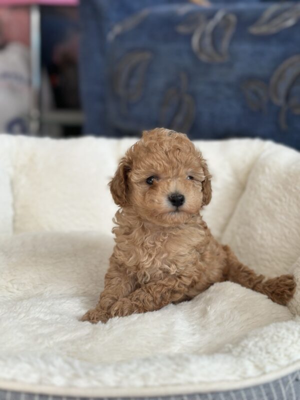 Natty Toy Poodle
