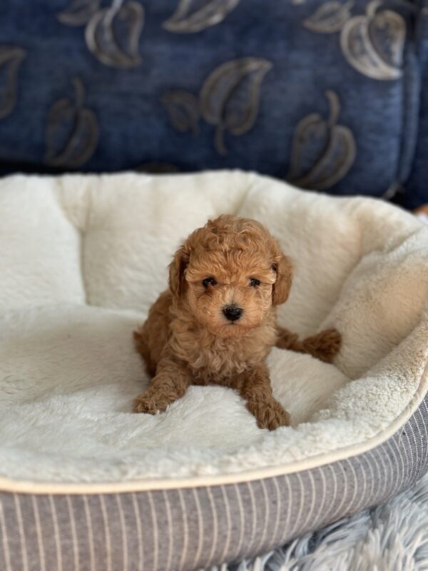 Natty Toy Poodle