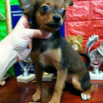 Nera Russian Toy Terrier