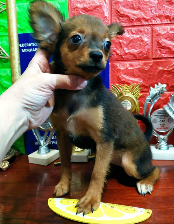 Nebrasca Russian Toy Terrier