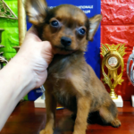 Nefertiti-female-Russian-Toy-puppy-for-sale-1