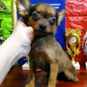 Nefertiti Russian Toy Terrier