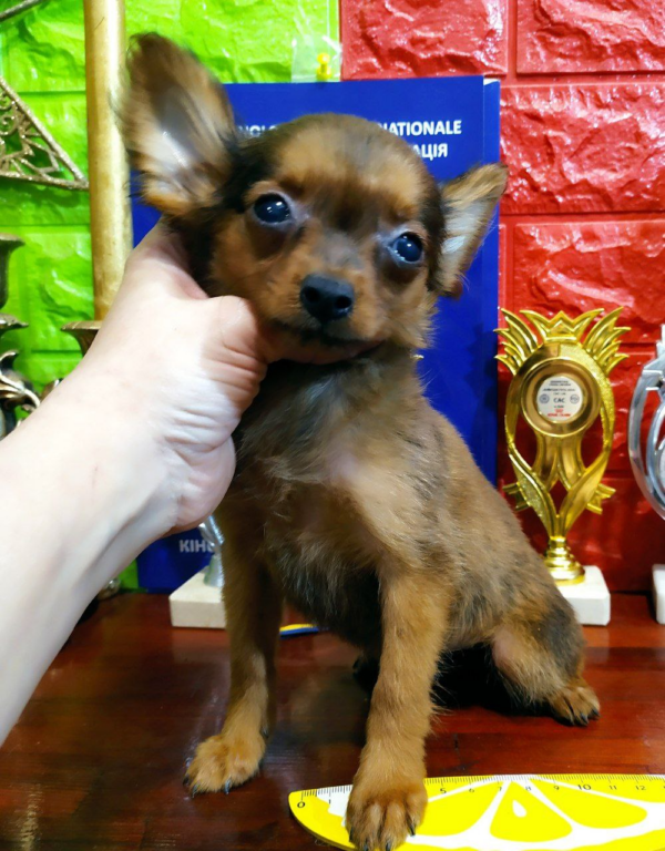 Nefertiti Russian Toy Terrier
