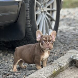 Neji French Bulldog