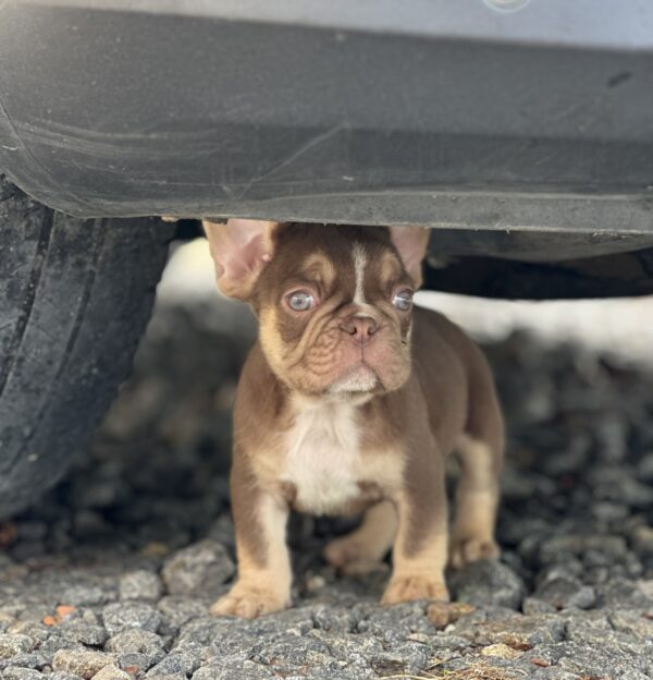 Neji French Bulldog