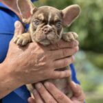 Nesquik French Bulldog
