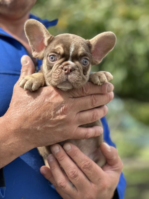 Neji French Bulldog