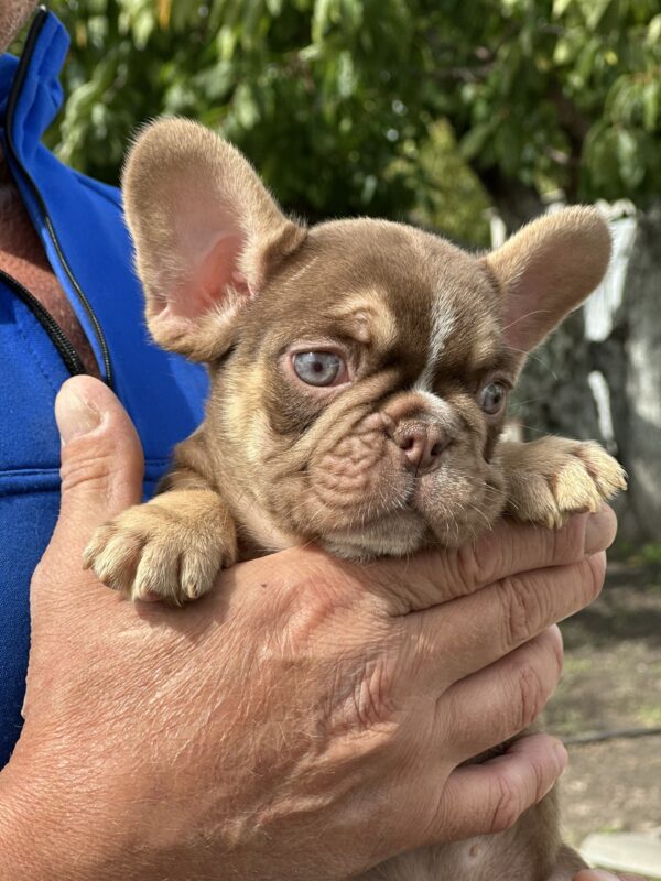 Neji French Bulldog