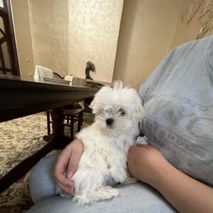 Neko Maltese