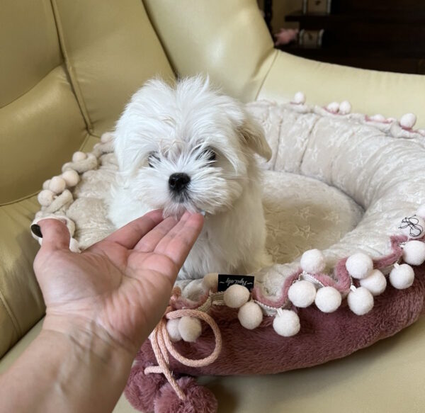Neko Maltese