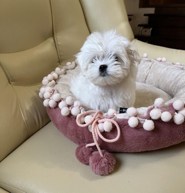 Neko Maltese