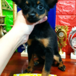 Nefertiti Russian Toy Terrier