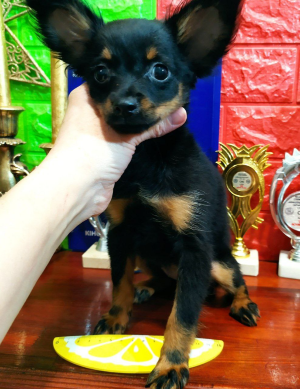 Nera Russian Toy Terrier