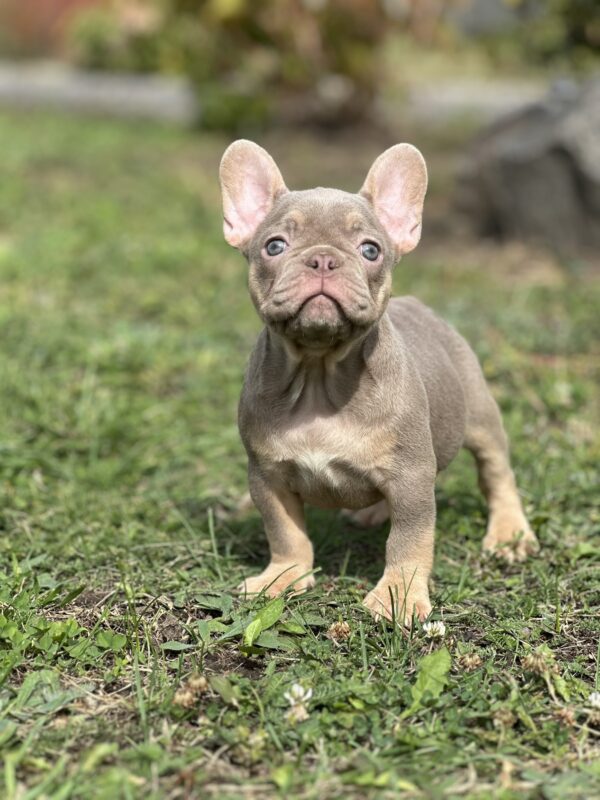 Nerika French Bulldog