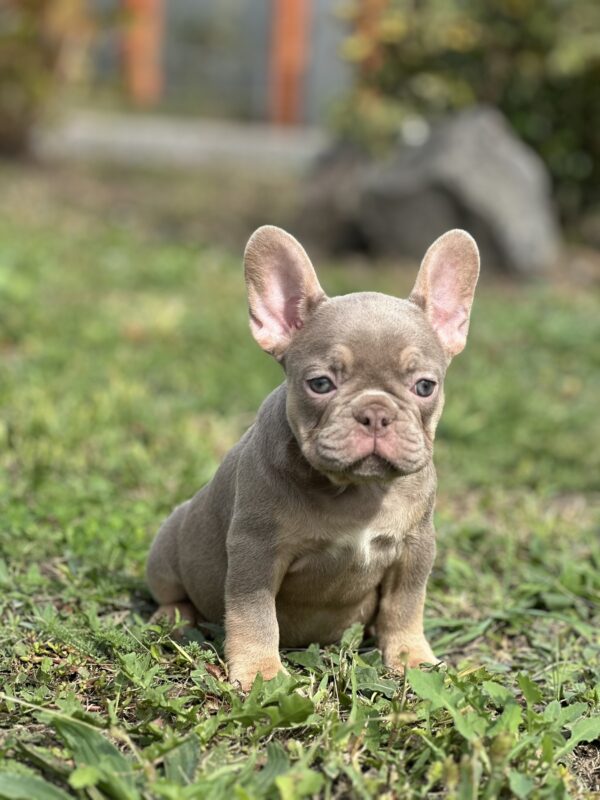 Nerika French Bulldog