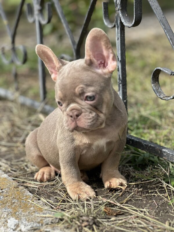 Nerika French Bulldog