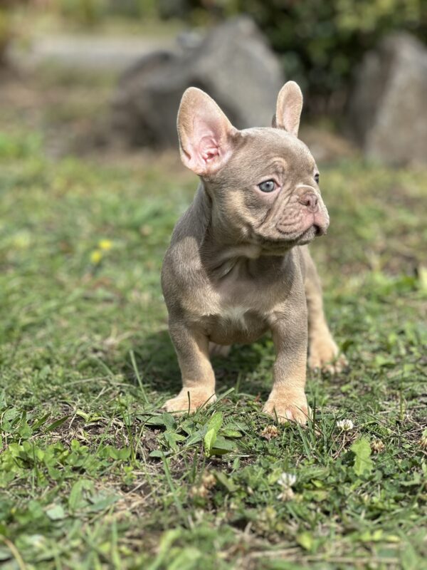 Nerika French Bulldog