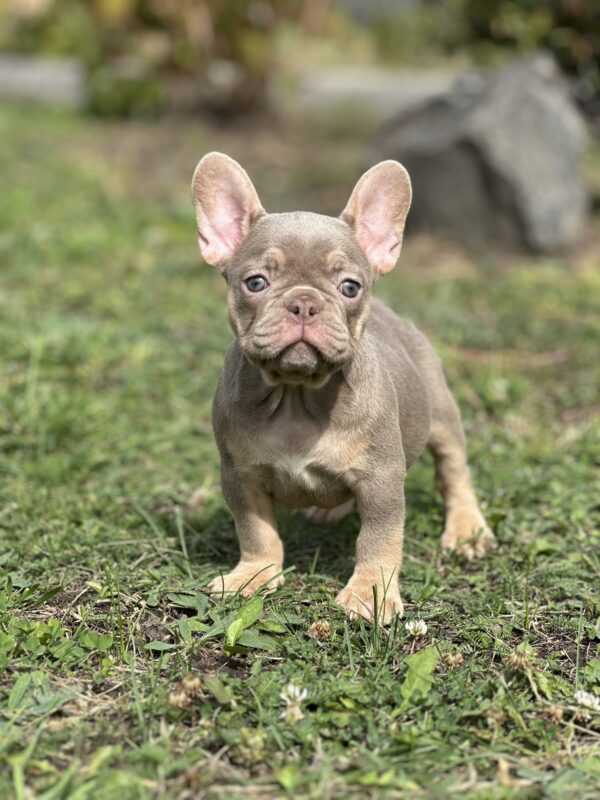 Nerika French Bulldog