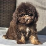 Nes-male-cavapoo-puppy-for-sale-1 (1)
